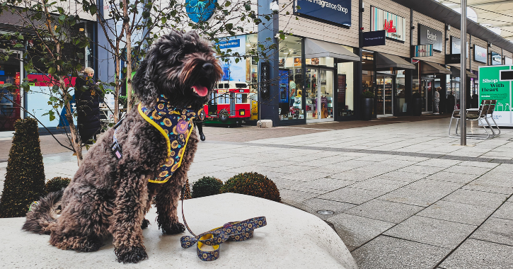 Brown dog sat on a seat at Dalton Park shopping destination with shops visible in the background.